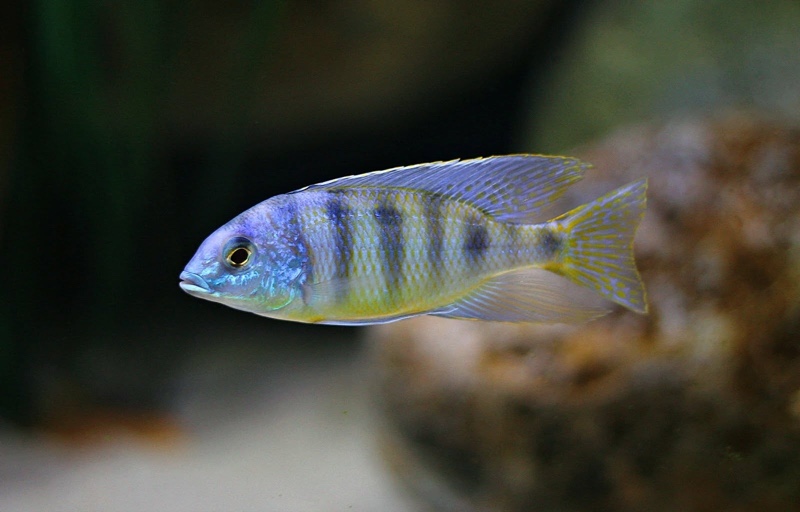Mylochromis ericotaenia 'Manda'
